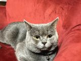 Saf british shorthair oğlumuza eş arıyoruz