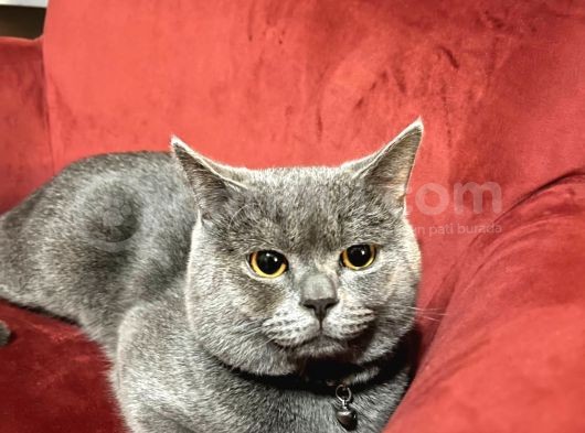 Saf British Shorthair Oğlumuza Eş Arıyoruz
