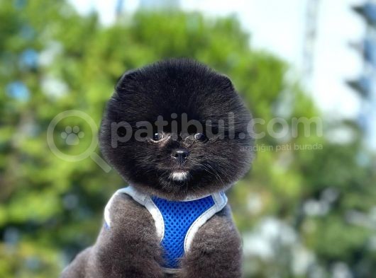 2 Aylık Erkek Pomeran Teddy Bear Surat görsel