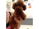 ACİL RED BROWN ERKEK TOY POODLE