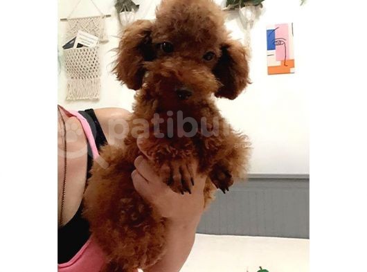 Aci̇l Red Brown Erkek Toy Poodle