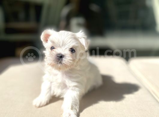 0 Numr Lekesiz Maltese Oğlumuz