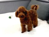 Aci̇l Red Brown Erkek Toy Poodle