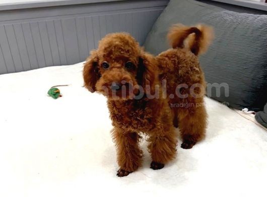 Aci̇l Red Brown Erkek Toy Poodle görsel