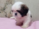 Safkan Shi̇h Tzu Yavrular