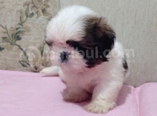 Safkan Shi̇h Tzu Yavrular görsel