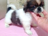 Safkan Shi̇h Tzu Yavrular