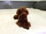 Aci̇l Red Brown Erkek Toy Poodle