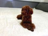 Aci̇l Red Brown Erkek Toy Poodle