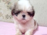 Safkan Shi̇h Tzu Yavrular