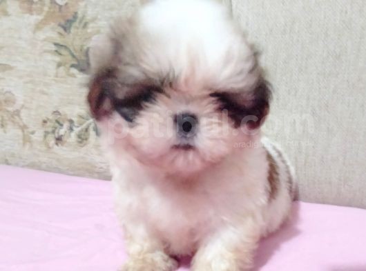 Safkan Shi̇h Tzu Yavrular görsel