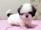 Safkan Shi̇h Tzu Yavrular