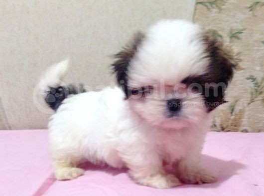 Safkan Shi̇h Tzu Yavrular görsel
