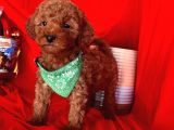 Sevgi yumağı poodle