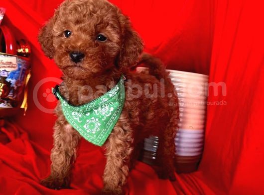 Sevgi Yumağı Poodle
