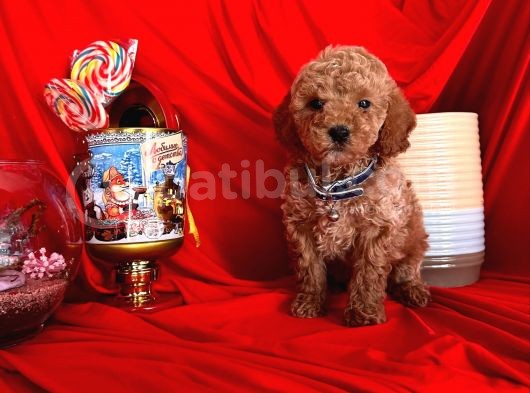 Sevgi Yumağı Poodle görsel