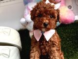 Kıymetlim Toy Poodle