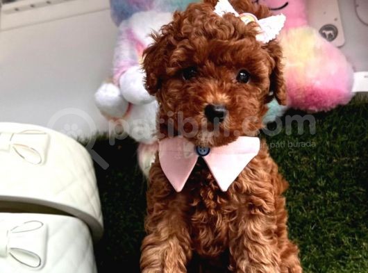 Kıymetlim Toy Poodle görsel