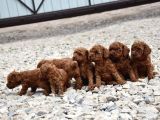 Kıymetlim toy poodle