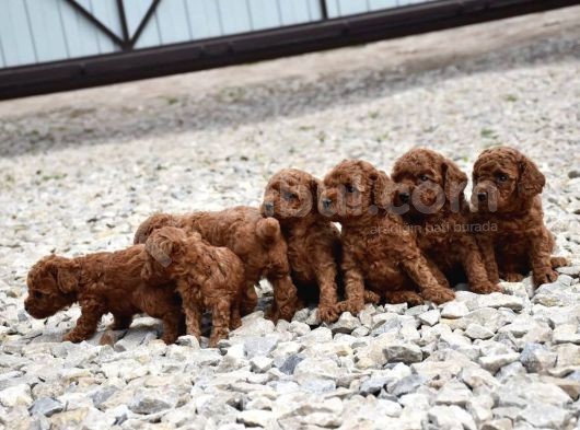 Kıymetlim Toy Poodle