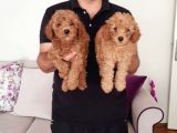 MALTİPO CİNSİ 