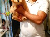 MALTİPO CİNSİ 