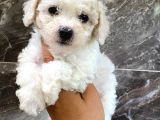 MALTESSE TERRİER  