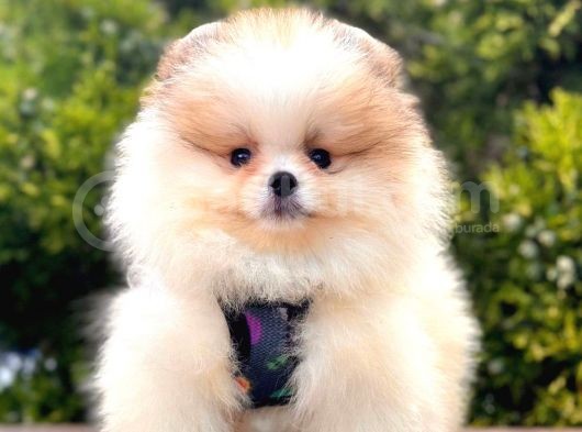 Mükemmel Pomeranian Boo Yavrular görsel