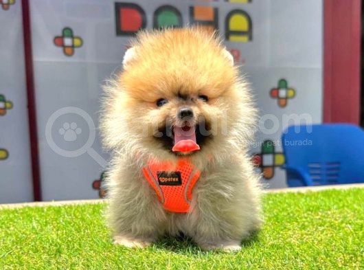 Mükemmel Pomeranian Boo Yavrular görsel