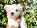 0 Numr Lekesiz Maltese Oğlumuz
