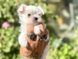 0 Numr Lekesiz Maltese Oğlumuz