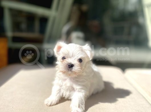 0 Numr Lekesiz Maltese Oğlumuz görsel