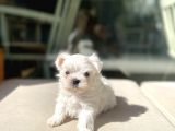 0 Numr Lekesiz Maltese Oğlumuz