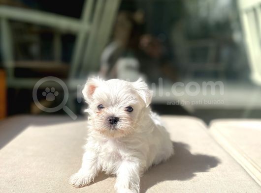 0 Numr Lekesiz Maltese Oğlumuz görsel