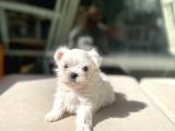 0 Numr Lekesiz Maltese Oğlumuz