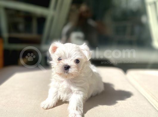 0 Numr Lekesiz Maltese Oğlumuz görsel