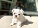 0 Numr Lekesiz Maltese Oğlumuz