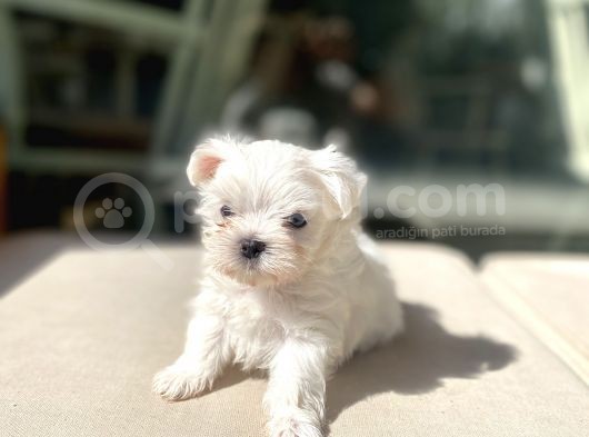 0 Numr Lekesiz Maltese Oğlumuz görsel