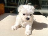 Mini Boy Maltese Kızımız