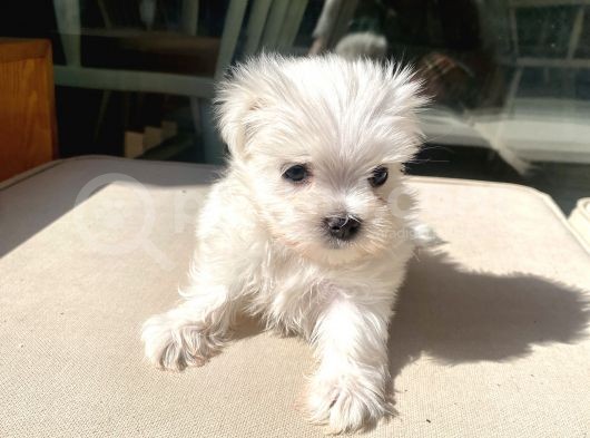 Mini Boy Maltese Kızımız görsel