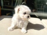 Mini Boy Maltese Kızımız