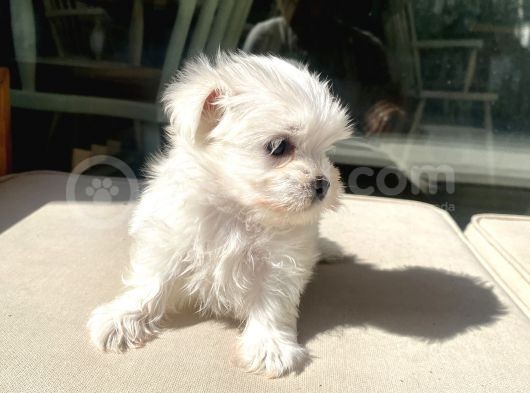 Mini Boy Maltese Kızımız görsel