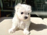 Mini Boy Maltese Kızımız