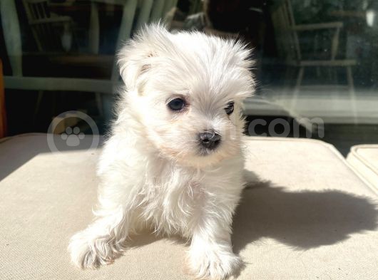 Mini Boy Maltese Kızımız görsel