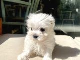 Mini Boy Maltese Kızımız