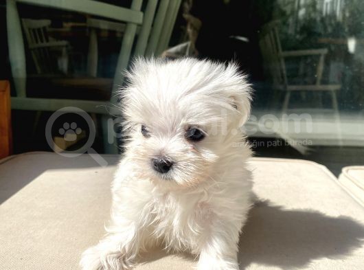 Mini Boy Maltese Kızımız görsel