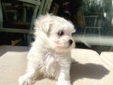 Mini Boy Maltese Kızımız