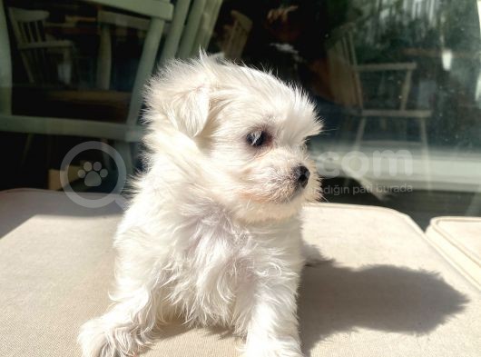 Mini Boy Maltese Kızımız görsel