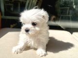 Mini Boy Maltese Kızımız