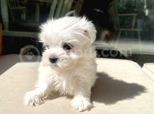 Mini Boy Maltese Kızımız görsel
